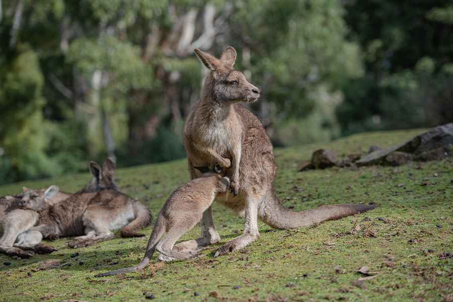 Eastern grey kangaroo