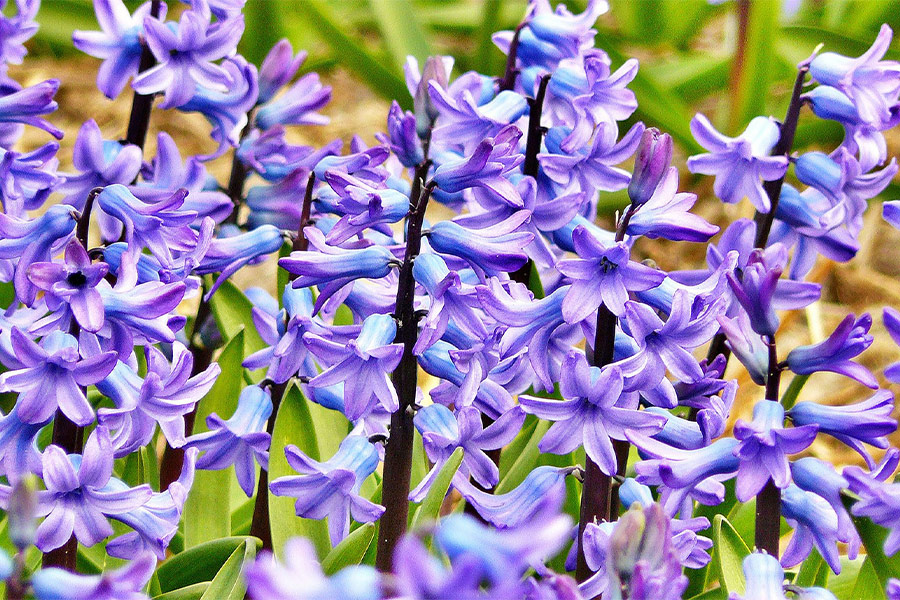 Beautiful purple flowers
