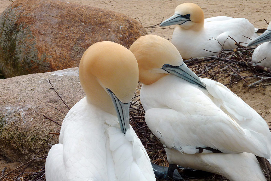 Northern gannet water birds