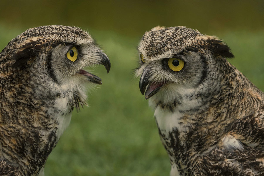 Two owl birds