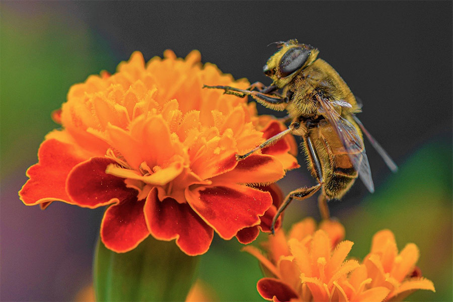 Bee pollinate pollination flower