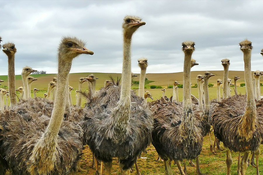 Group of ostrich bird