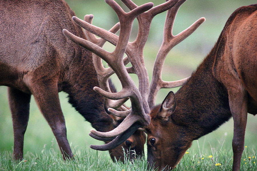 Pair deers eat grass