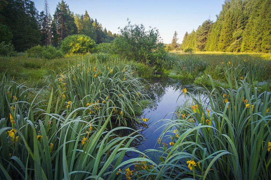 Wild yellow iris flower