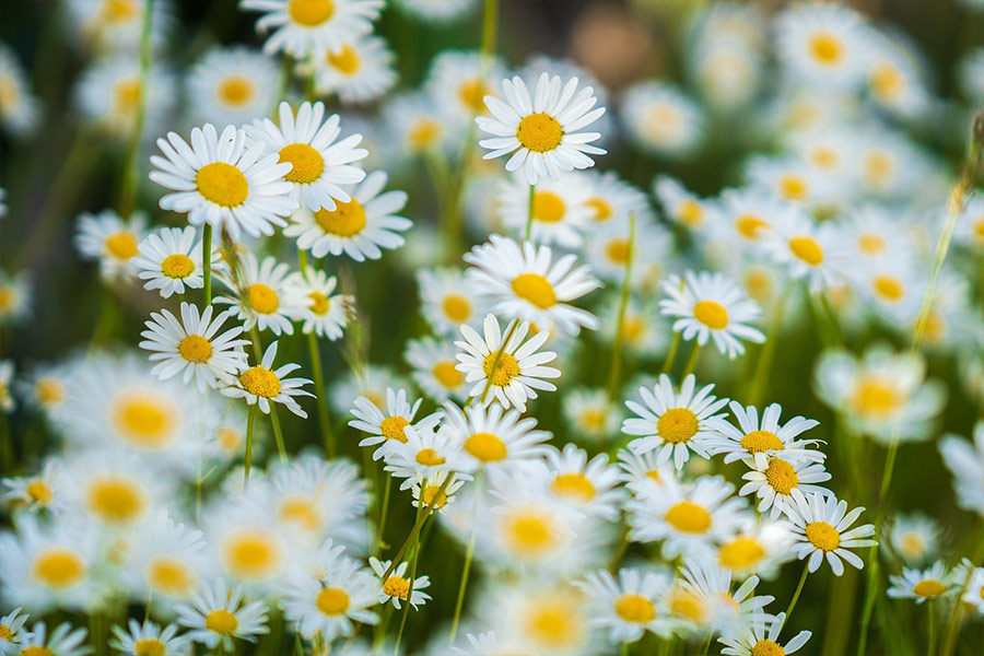 Common white daisies flowers