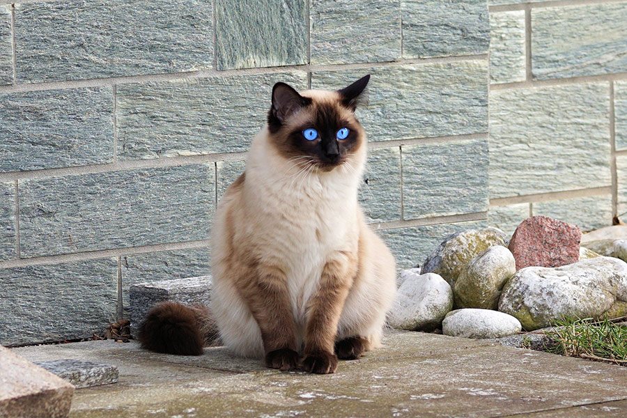 Siamese cat