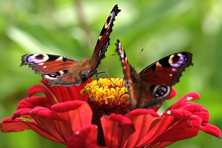 Insect butterflies pollination