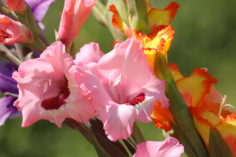 Gladiolus flowers