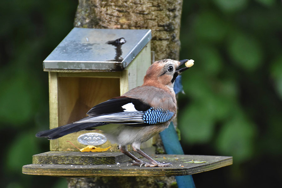 Eurasian jay bird