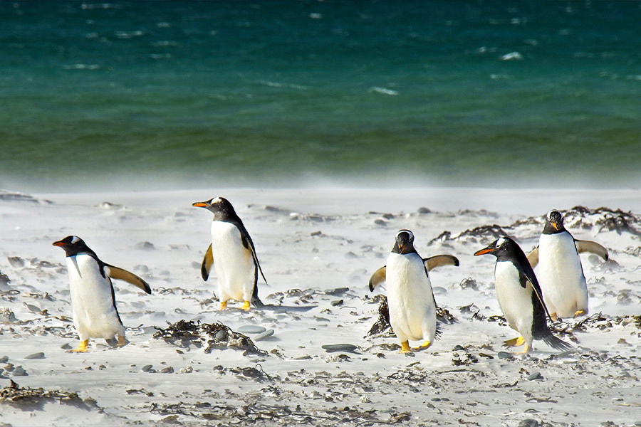 Ocean penguins colony