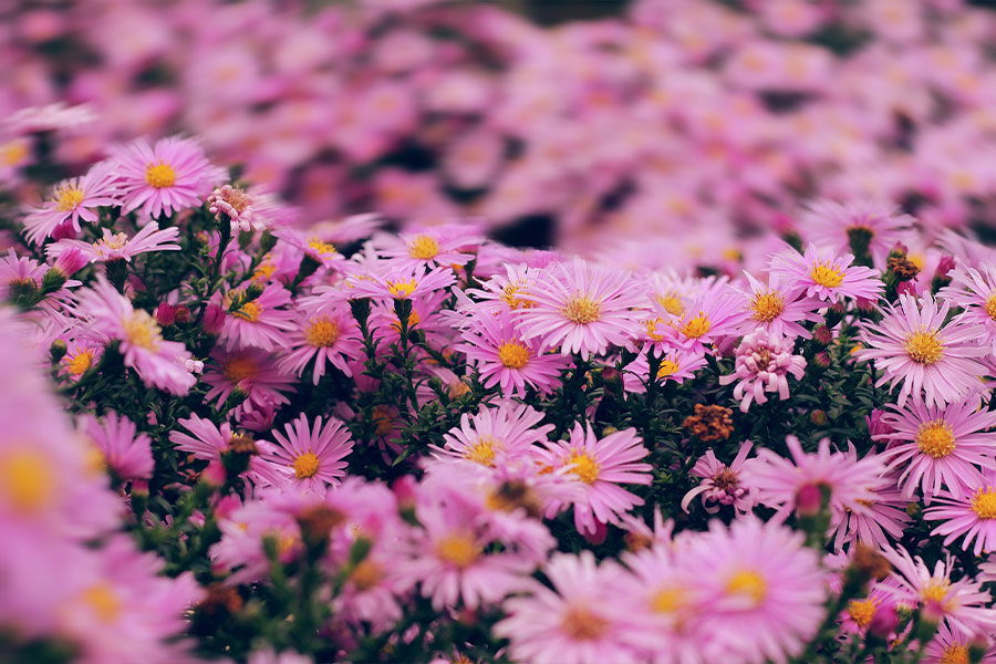 Garden with pink petals flowers