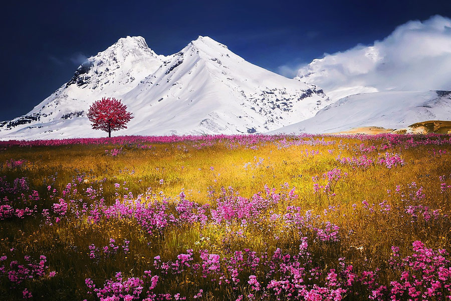 Mountains alps meadow