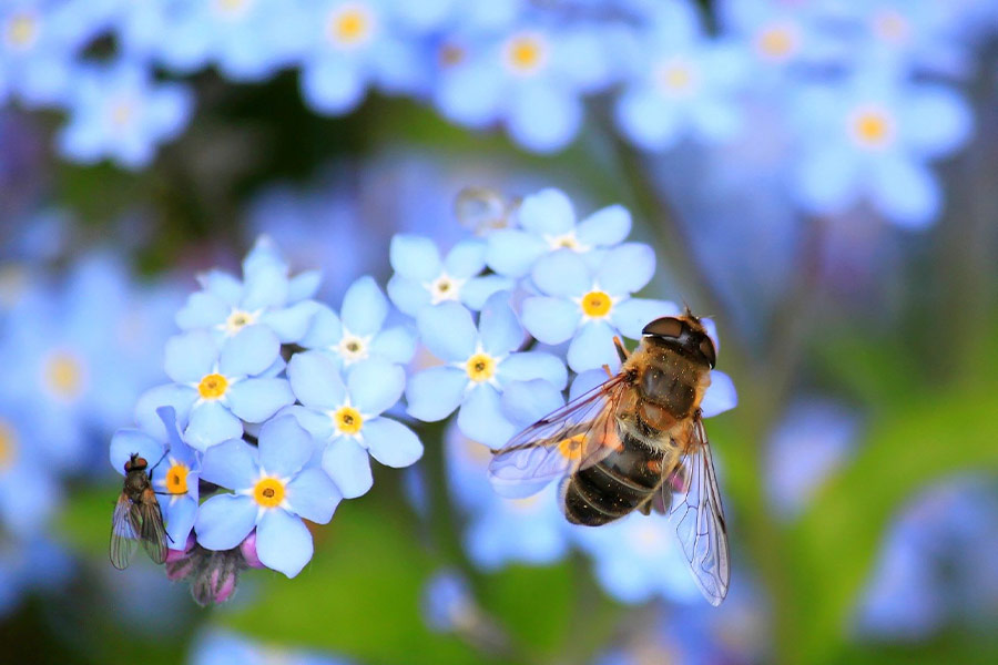 Forget me not hoverfly fly