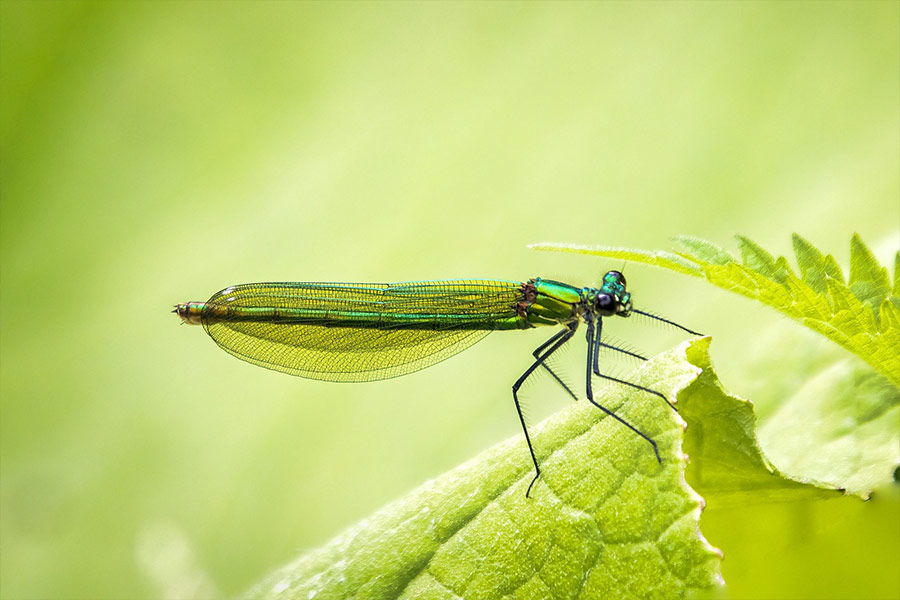 Winged insect banded demoiselle damselfly