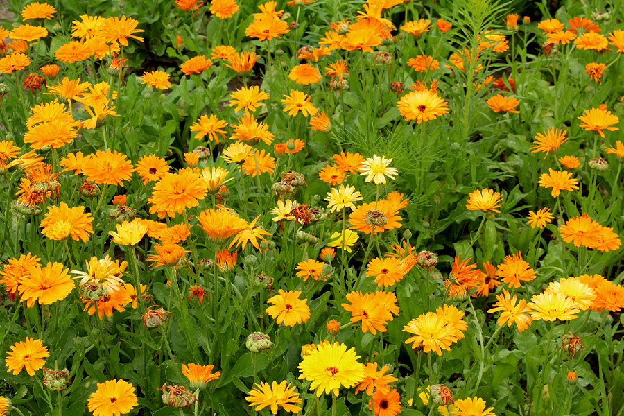 Garden yellow marigolds flowers