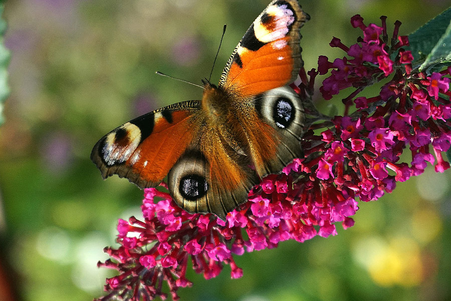 Painted peacock butterfly flower