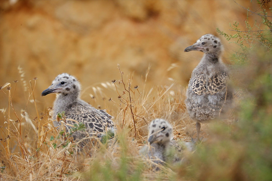 Seagull chicks baby young birds