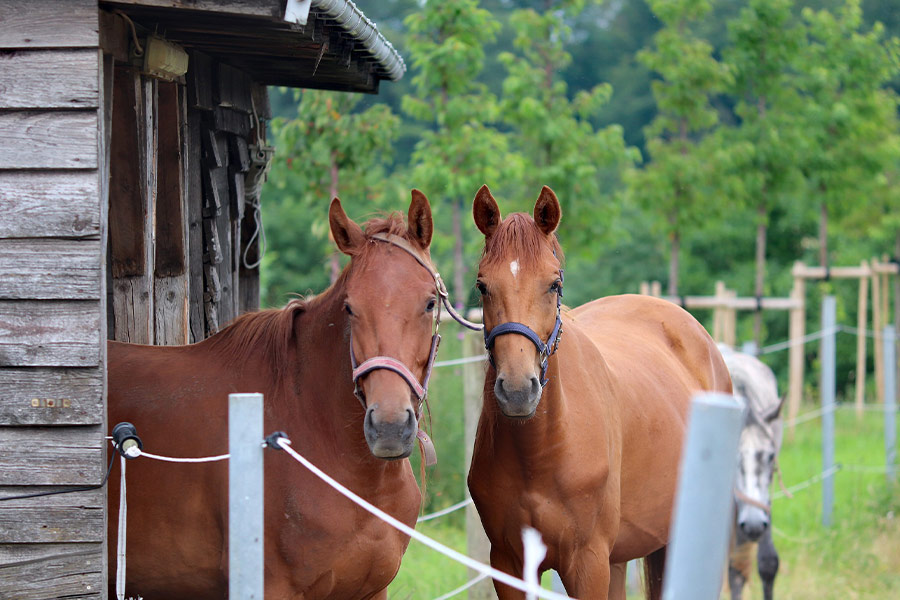 Two horses stable shelter