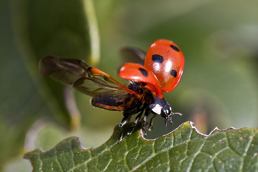 Beetle ladybug