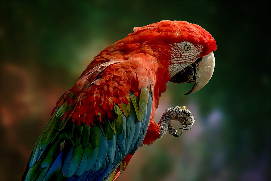 Colorful parrot bird