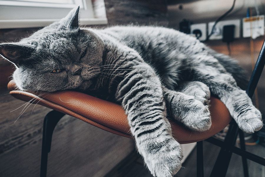 Snapshot cat sleeping