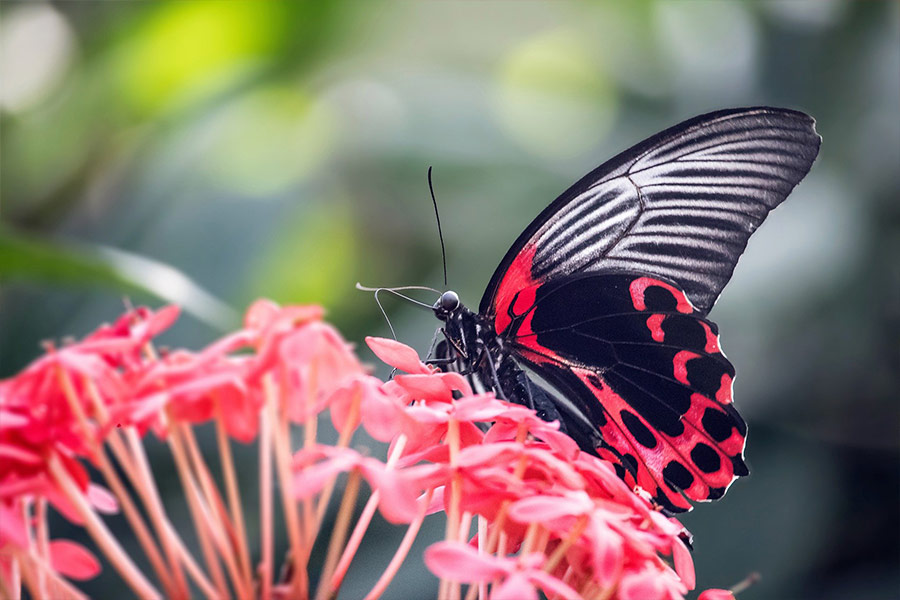Scarlet mormon butterfly in flower