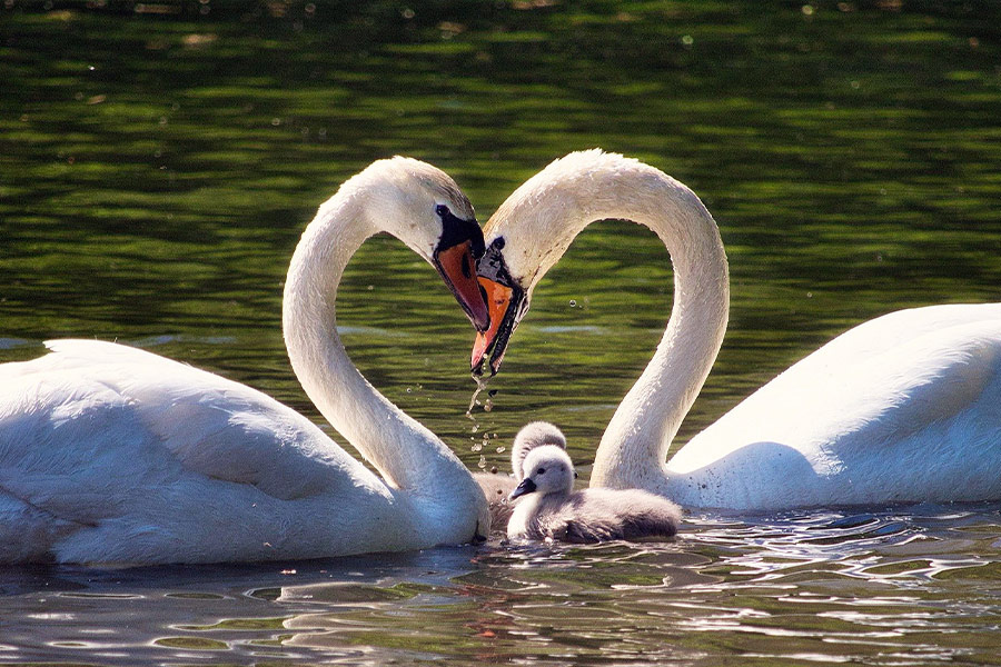 Swan family love lake