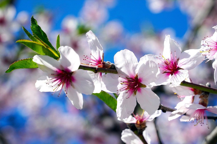 White cherry blossom