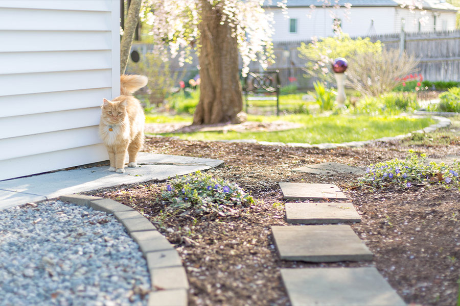 Orange cat patio yard