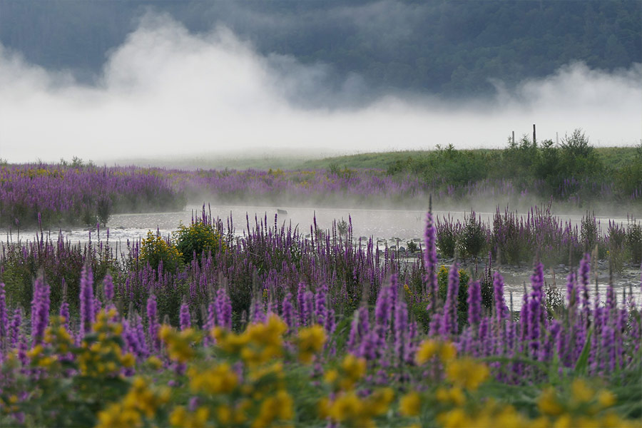 Field meadow lake plants flowers weeds