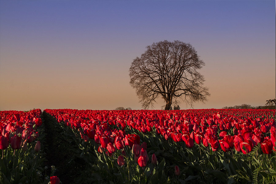 Tulips field with one tree
