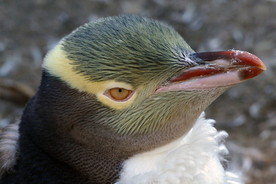 Yellow eye penguins