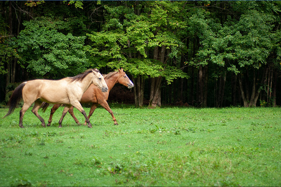 Horses in field with trees