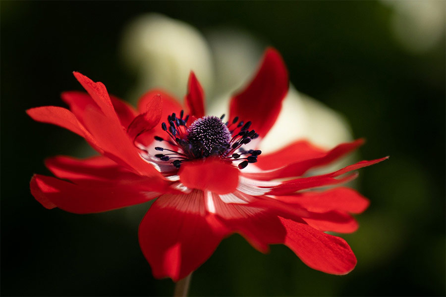 Red flower anemone