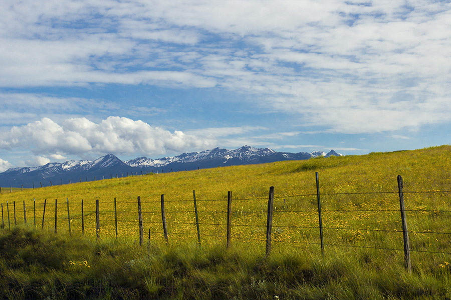 Meadow prairie fence