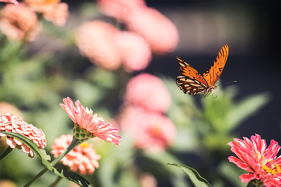 Butterfly and flowers