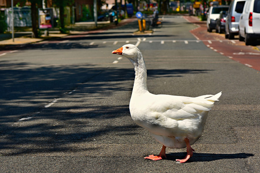 White goose in the road
