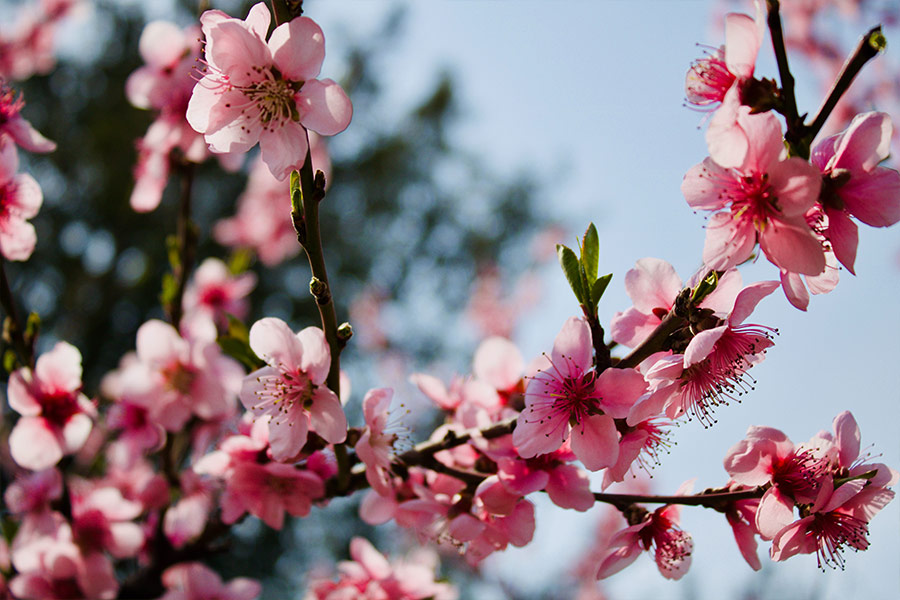 Pink cherry blossom in bloom
