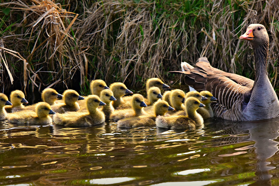 Mother goose with babies