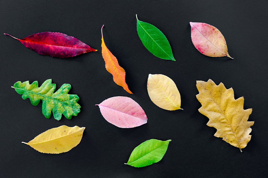 Different types of leaves