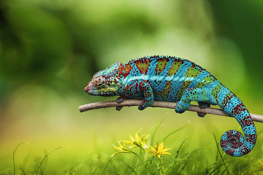 Chameleon baby