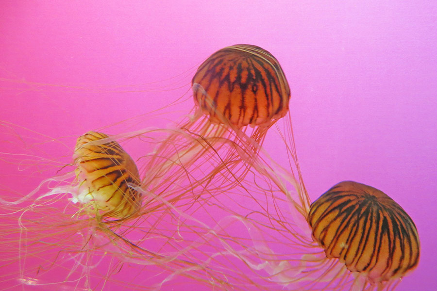 Closeup photo of jellyfish