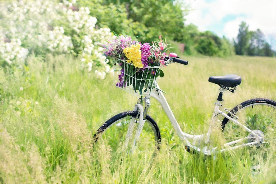 Meadow grass flowers bicycle