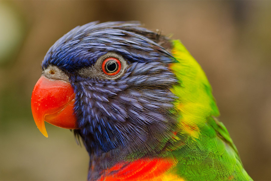 Beautiful bird colors