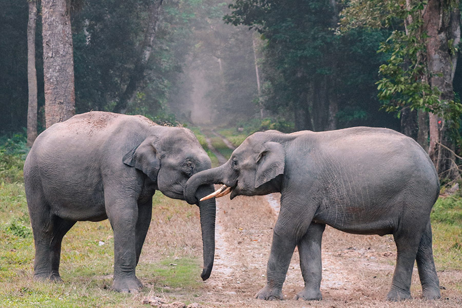 Photo of elephants on grass