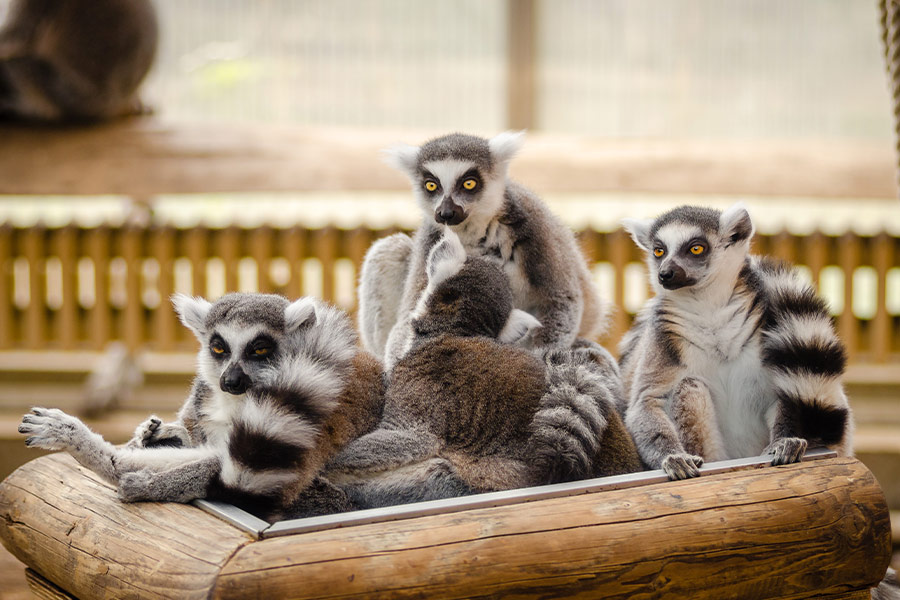 Group of ringtail lemur