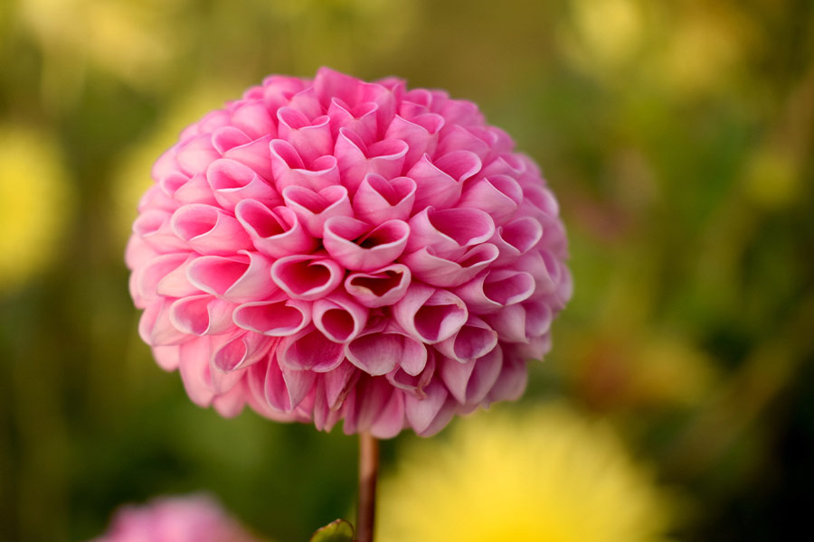 Flower with heart shaped petals