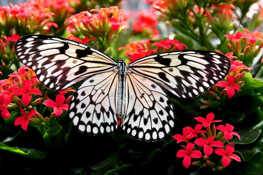 Beautiful butterfly and flowers