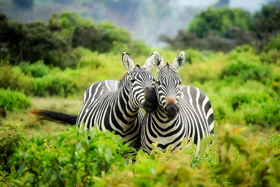 Zebra at the forest