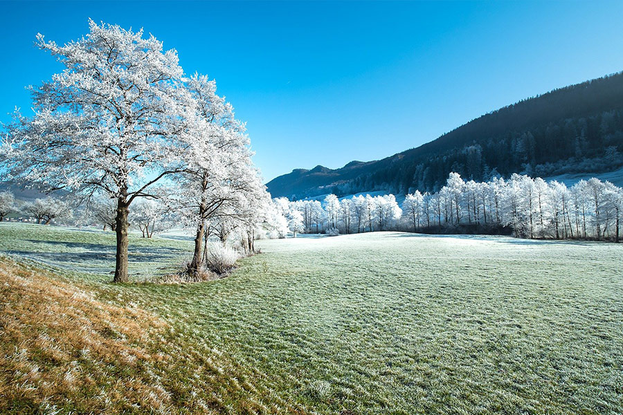 Trees winter frozen landscape